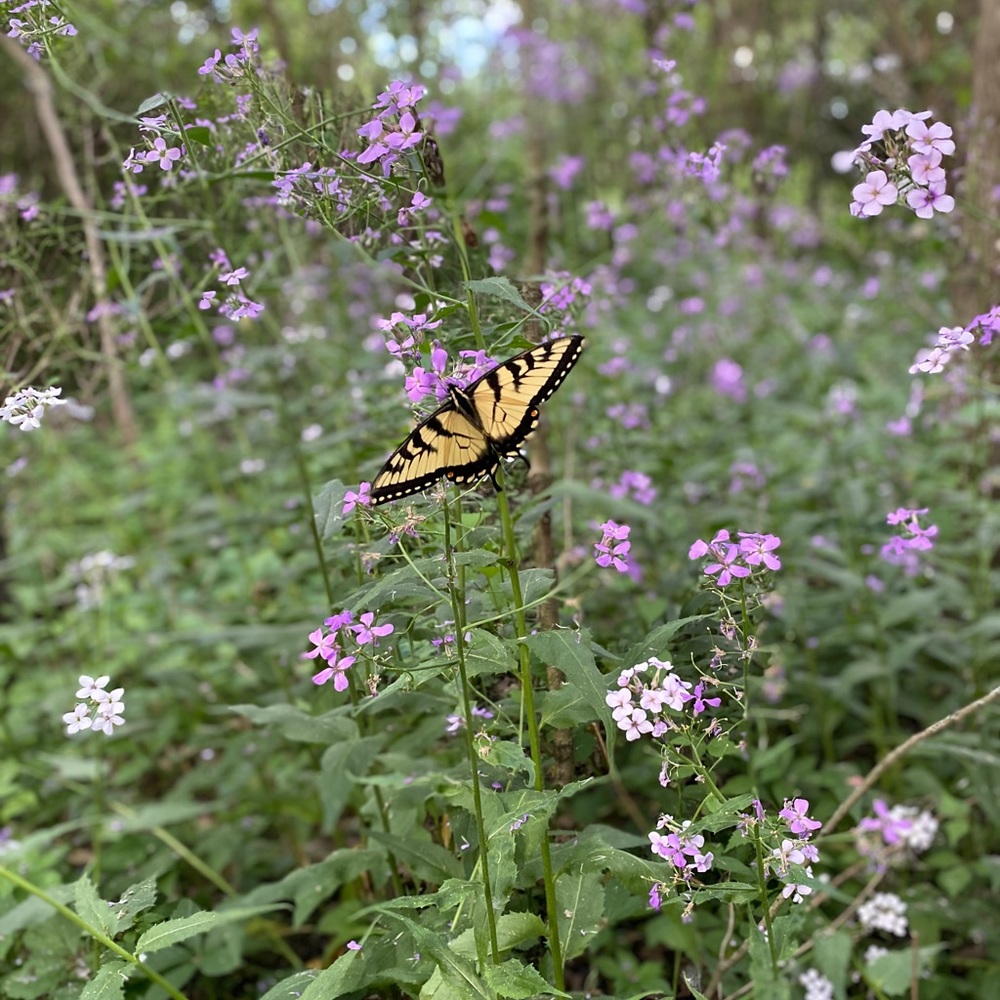 Meet your Posher, Brianna